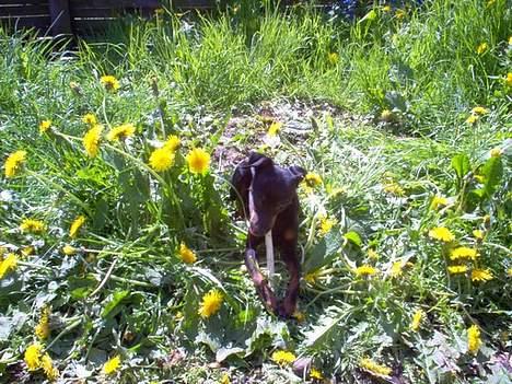 Prazsky krysarik Ernst billede 13