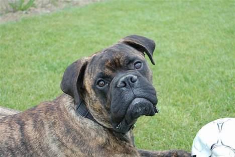 Bullmastiff Baloo billede 1