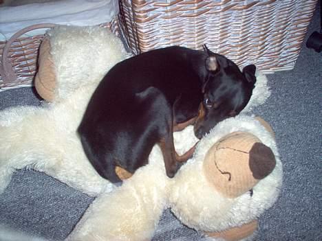 Prazsky krysarik Ernst billede 14