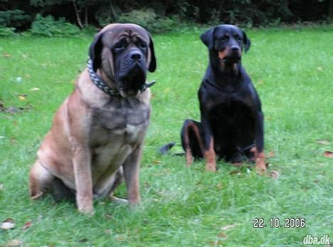Blanding af racer / Mastweiler .. Stiff - Stiff´s far og mor billede 6