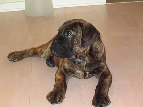 Bullmastiff Baloo billede 2