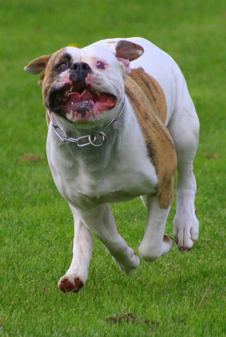 Amerikansk bulldog Mini Hanne - Se jeg flyver... billede 5