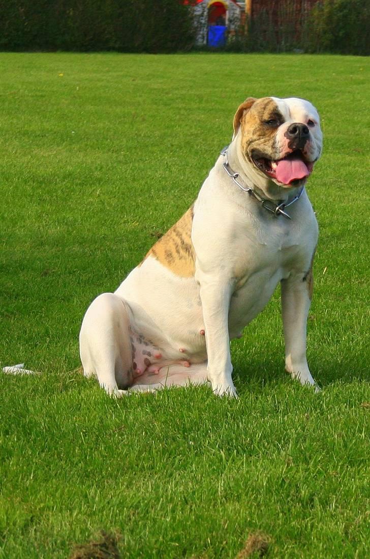 Amerikansk bulldog Mini Hanne billede 6