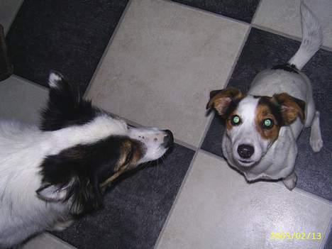 Jack russell terrier Pie     - HVA SÅ..!? billede 5