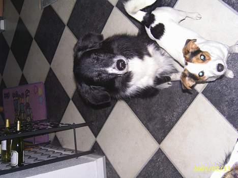 Jack russell terrier Pie     - Smil Sussie!!  billede 6