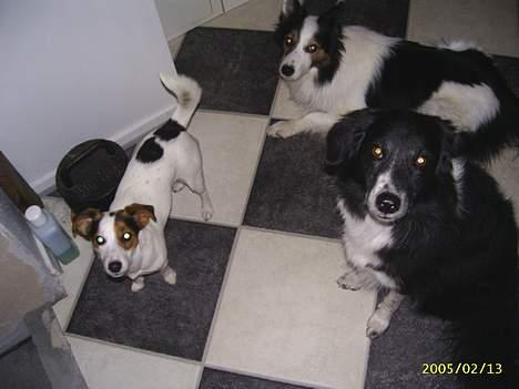 Jack russell terrier Pie     - MIG OG NOGET AF FAMILIEN... billede 7