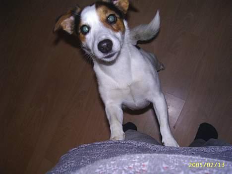 Jack russell terrier Pie     - HAR DU MAD DER OPPE? billede 8