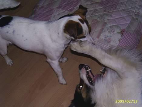 Jack russell terrier Pie     - GRREE!!! billede 10