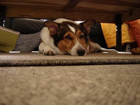 Blanding af racer Ib billede 1