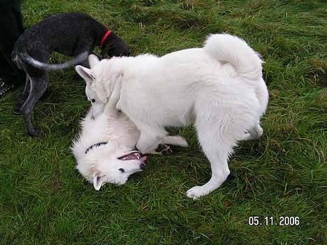 Samojedhund Igglo - Her er jeg i skole... Vi holder lige frikvarter inden vi starter... Det er mig der ligger ned, for den anden hund er lidt stærkere end mig.. billede 15