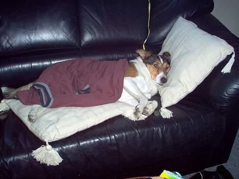 Blanding af racer Ib billede 2