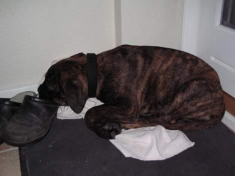 Bullmastiff Baloo billede 3