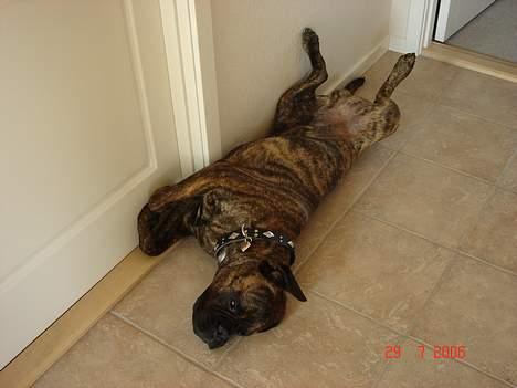 Bullmastiff Baloo billede 4