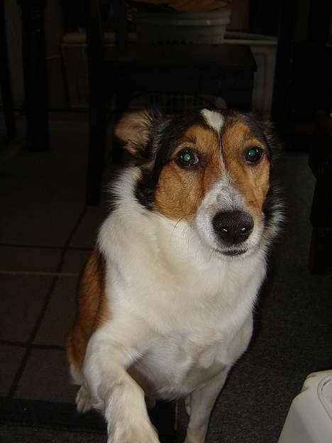 Blanding af racer Ib billede 3