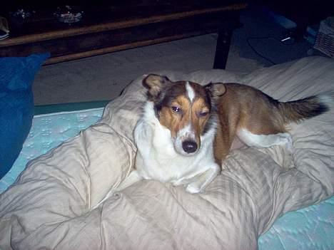 Blanding af racer Ib billede 4