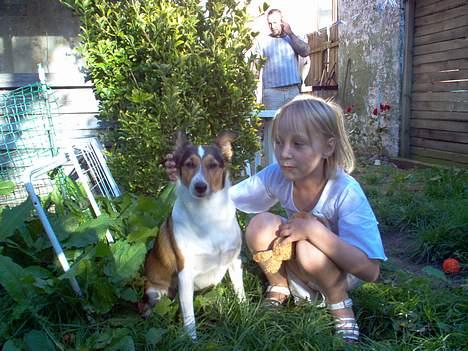 Blanding af racer Ib billede 5