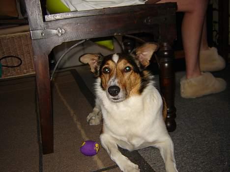 Blanding af racer Ib billede 6