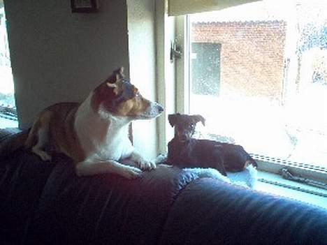 Blanding af racer Ib billede 7