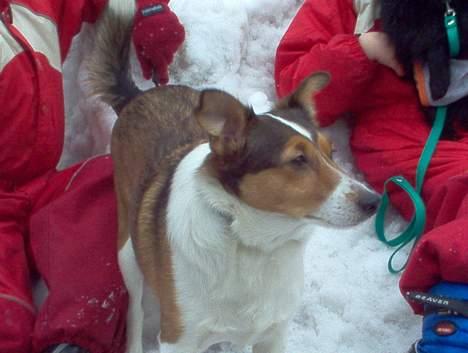 Blanding af racer Ib billede 8