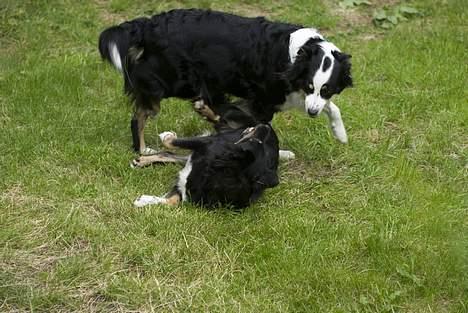 Blanding af racer Maxi - Nu har jeg dig... billede 12