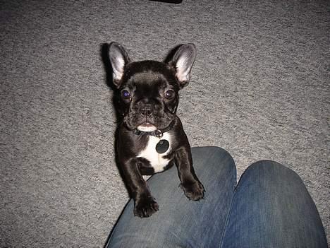 Fransk bulldog FreYa billede 14