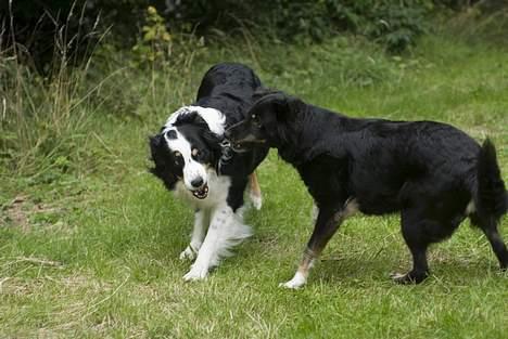 Blanding af racer Maxi billede 13