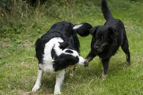 Blanding af racer Maxi billede 14