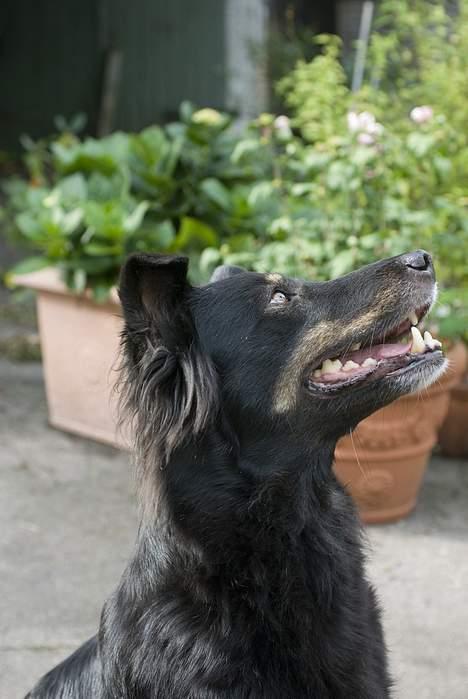 Blanding af racer Maxi - Jeg vil stadig gerne ha den hundekiks! billede 15