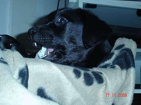 Blanding af racer Chiva - 10 uger  billede 13