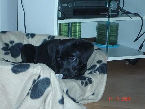 Blanding af racer Chiva - 10 uger  billede 14