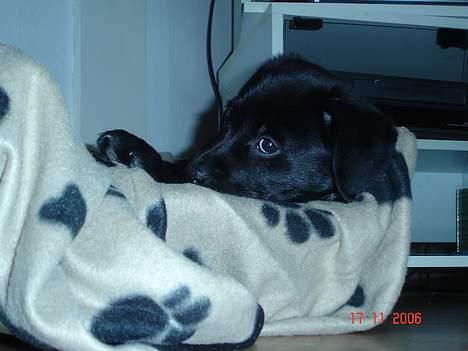 Blanding af racer Chiva - 10 uger  billede 15