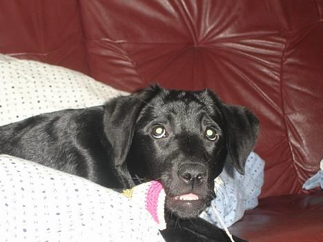 Blanding af racer Chiva - godt 4 måneder billede 16