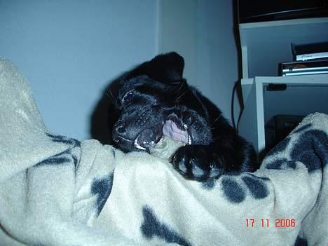 Blanding af racer Chiva - 10 uger  billede 17