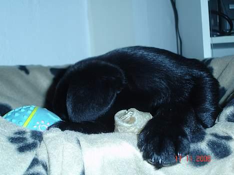 Blanding af racer Chiva - 10 uger  billede 18