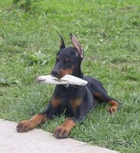 Jack russell terrier jackie billede 13