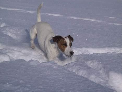 Jack russell terrier jackie billede 14