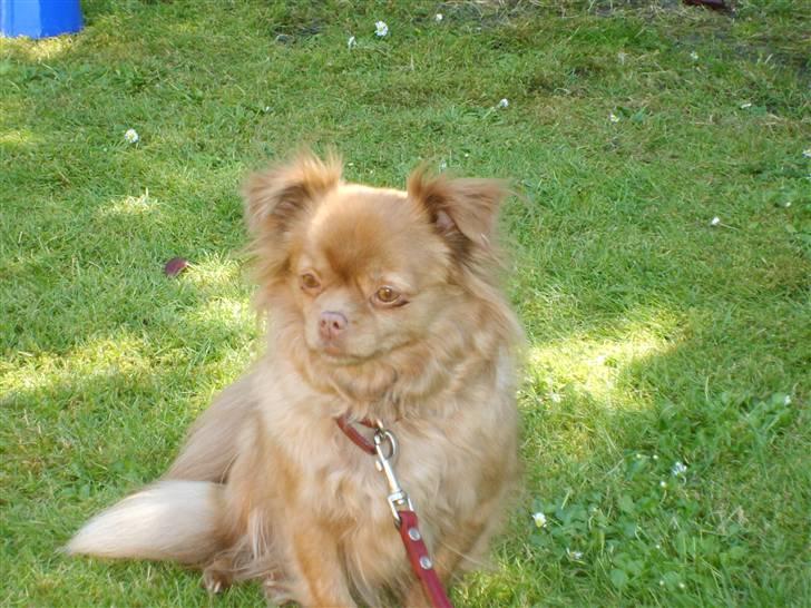 Blanding af racer Mica  R.I.P. - Hej, jeg hedder Mica. billede 1