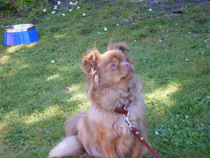 Blanding af racer Mica  R.I.P. - Hmmm, hvad er det der oppe ??? billede 2