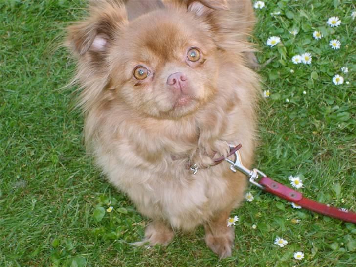 Blanding af racer Mica  R.I.P. billede 3