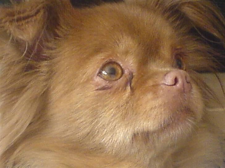 Blanding af racer Mica  R.I.P. billede 4