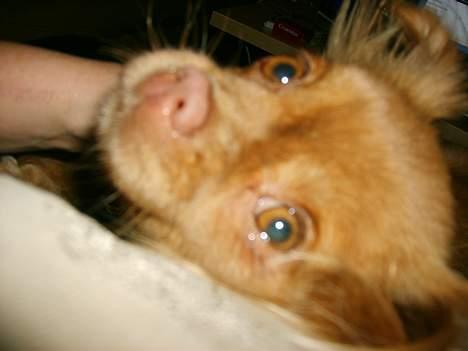 Blanding af racer Mica  R.I.P. - Slapper af!! Er totalt afslappet, så gider du lige flytte det kamera??  Grrrr.... billede 5