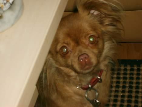 Blanding af racer Mica  R.I.P. - Tigge mig ?? Nej det kunne jeg da ikke finde på!! :o) billede 7