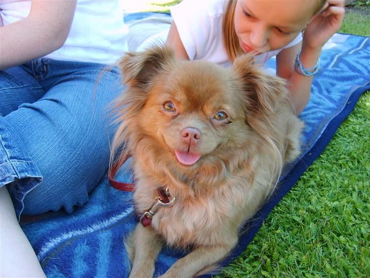 Blanding af racer Mica  R.I.P. - Iiiiih hvor vi hygger os!!! billede 8