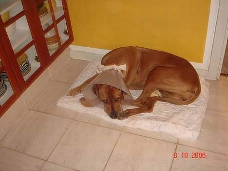 Rhodesian ridgeback R.I.P Nala - Hun har lige fået fjernet 8 knuder rundt omkring på kroppen billede 11