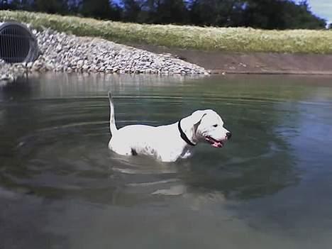 Amerikansk bulldog Terkel billede 20