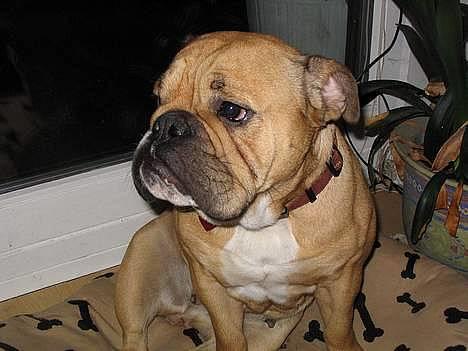 Engelsk bulldog Molly - velkommen til molly´s profil !! billede 1