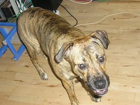 Blanding af racer Xena billede 10