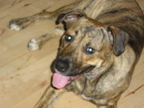 Blanding af racer Xena billede 11