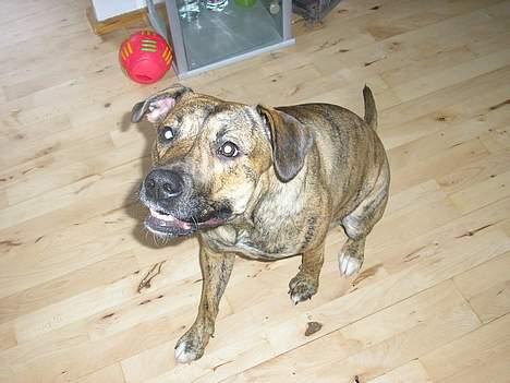 Blanding af racer Xena billede 12