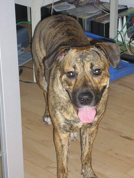 Blanding af racer Xena billede 14